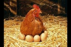 blog-El huevo o la gallina
